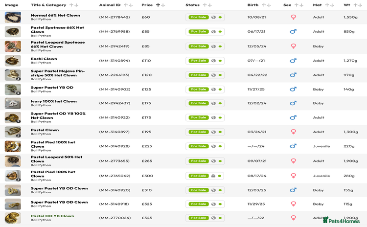 Python Snake reptiles - Advert 2