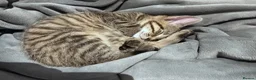 British Shorthair cats for sale: Single Female Kitten - Advert 4