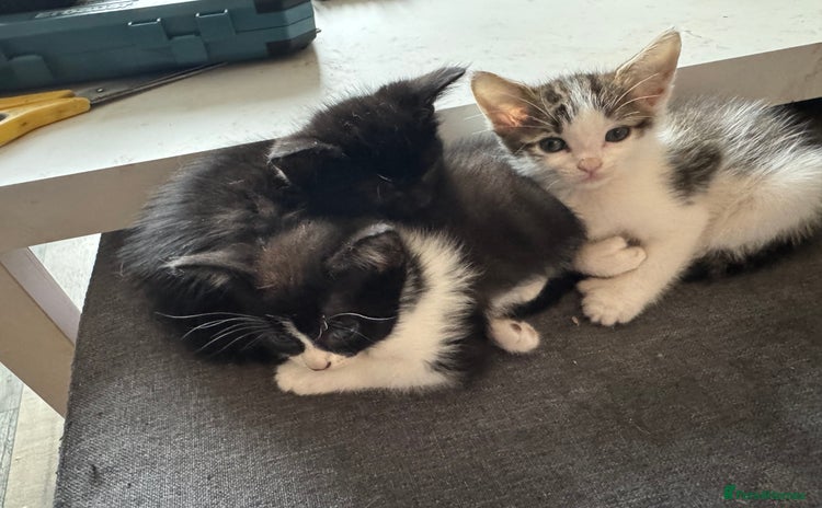 Mixed Breed cats - Advert 1