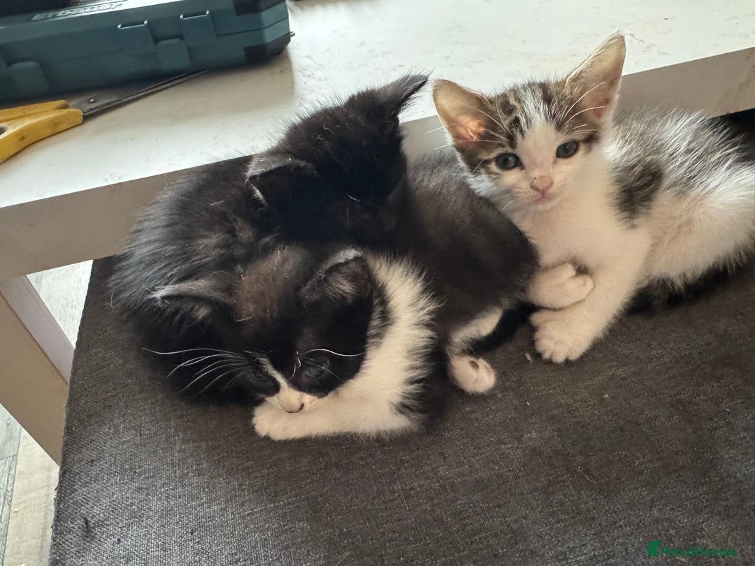 Mixed Breed cats for sale: Kitten - Image 1