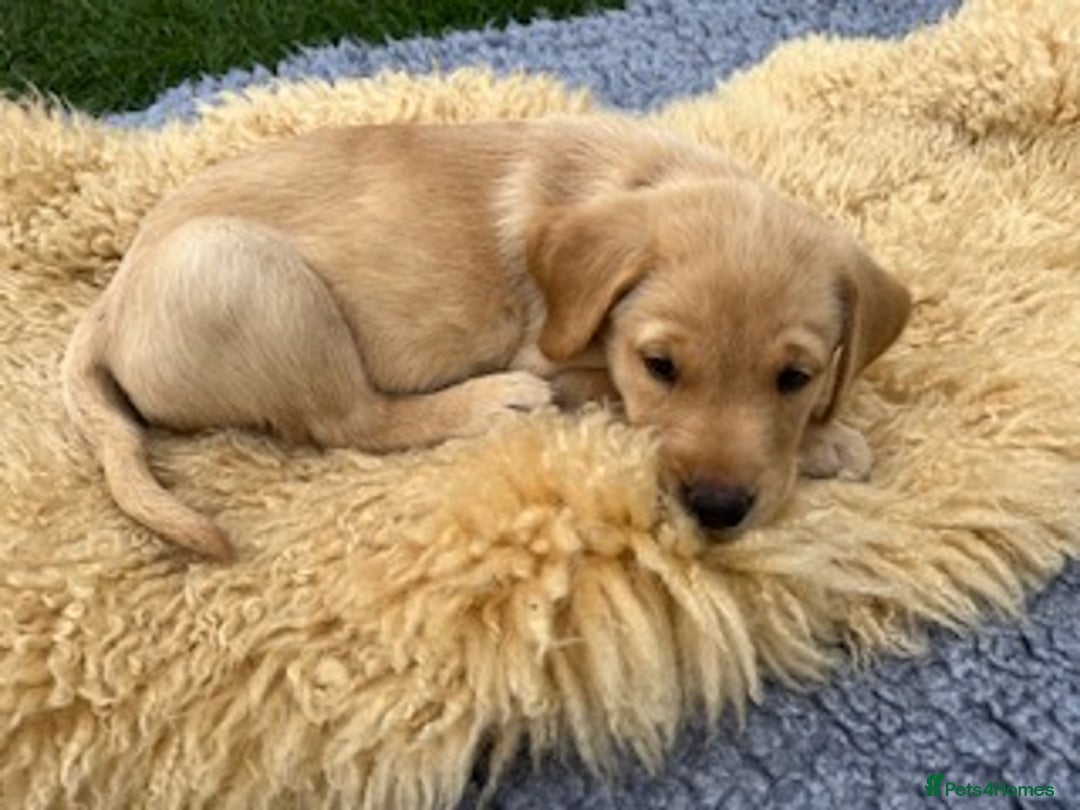 Labrador Retriever dogs for sale: 11 Exceptional Labrador Puppies - Image 14