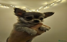 Chihuahua dogs for sale: Male Puppy Long haired Fawn and Sable Chihuahuas  - Advert 5