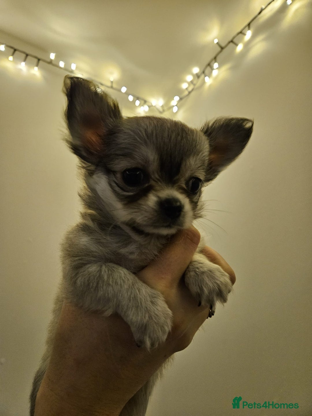 Chihuahua dogs for sale: Male Puppy Long haired Fawn and Sable Chihuahuas  - Advert 5