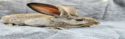 Continental Giant rabbits for sale: Baby giants  - Advert 15