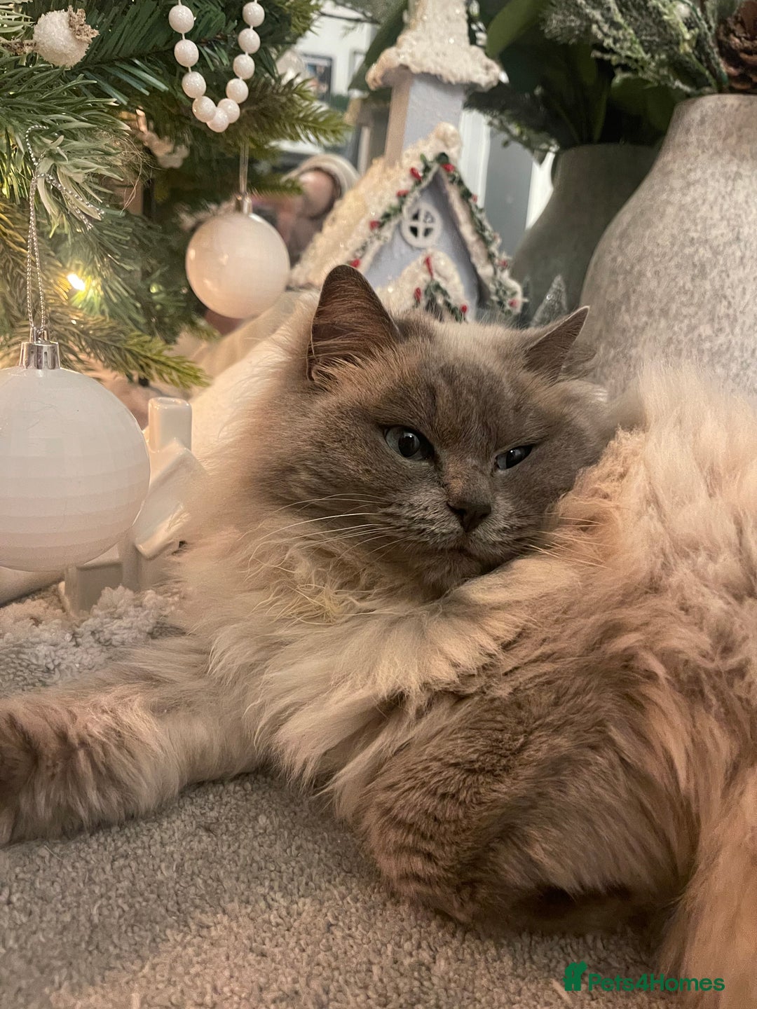 Ragdoll cats for sale: Pedigree Cherubim Blue Mink Ragdoll - Advert 6