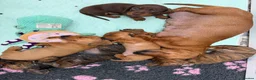 Miniature Dachshund dogs for sale: Beautiful clear red girl - Advert 1