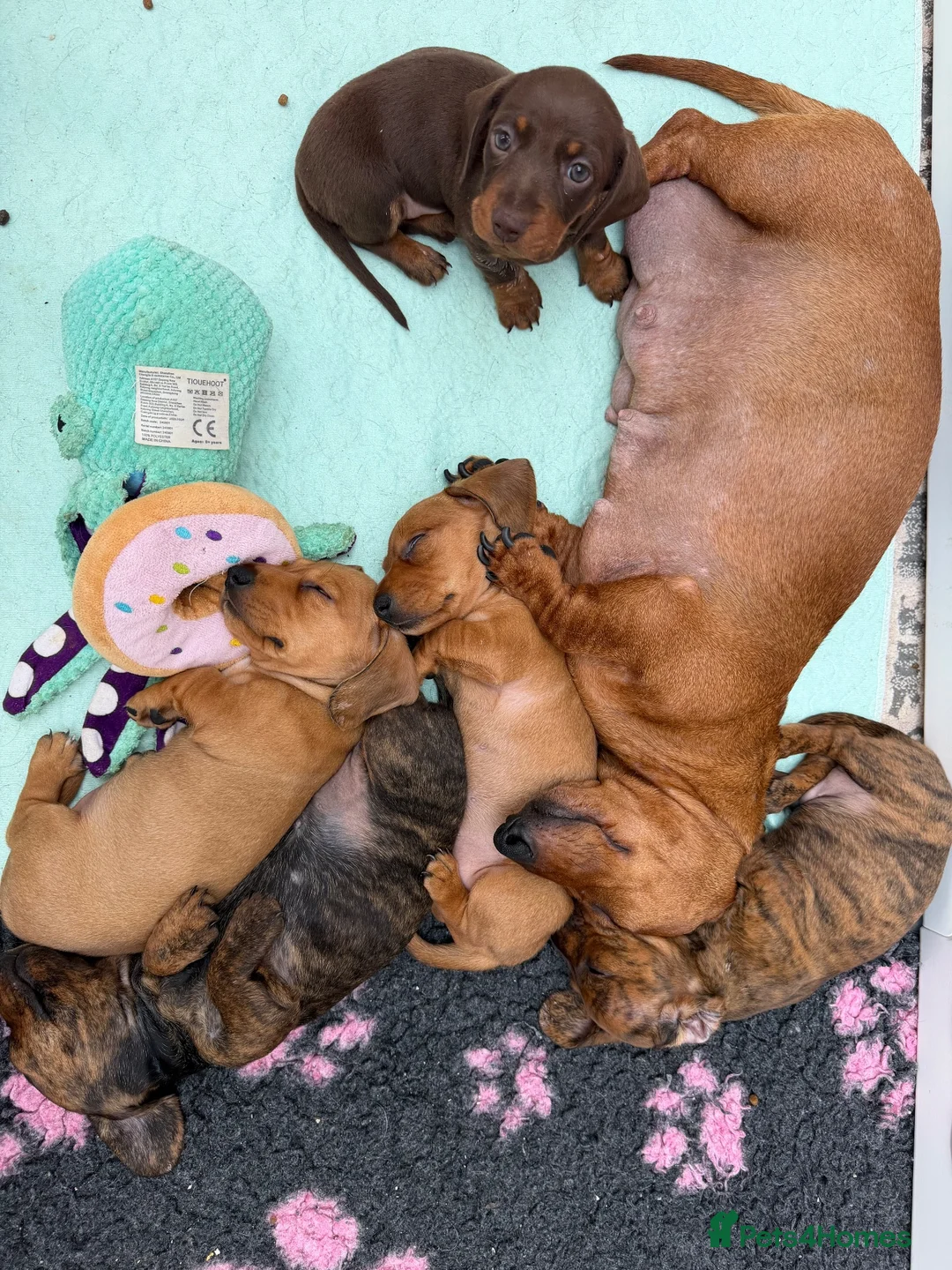 Miniature Dachshund dogs for sale: Beautiful clear red girl - Advert 1