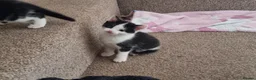 Domestic Shorthair cats for sale: Gorgeous tuxedo and mixed litter - Advert 3