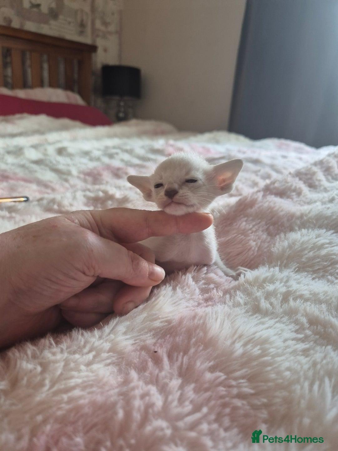 Oriental cats for sale: Oriental kittens  - Image 1