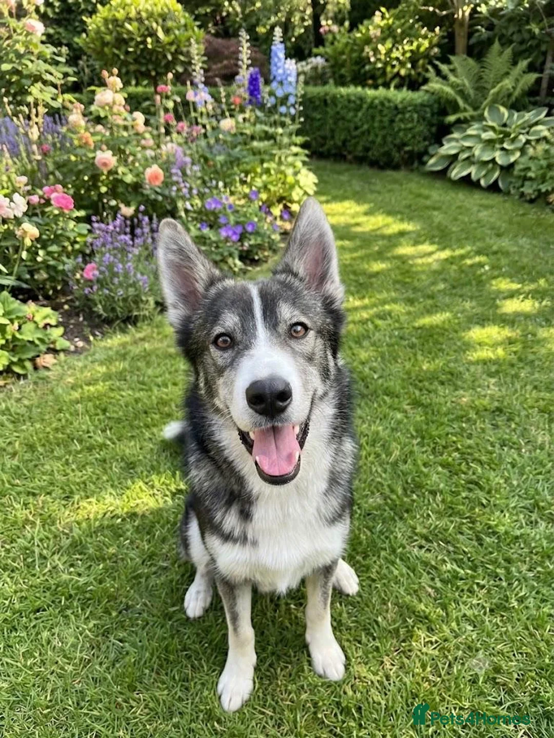 Siberian Husky dogs for sale: Husky boy - Advert 1