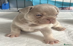 French Bulldog dogs for sale: KC registered French Bulldog puppies 4 WEEKs! - Image 1
