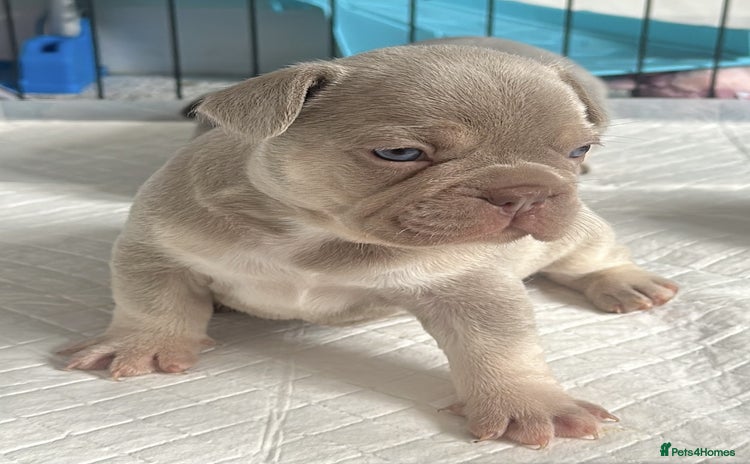 French Bulldog dogs - Advert 6