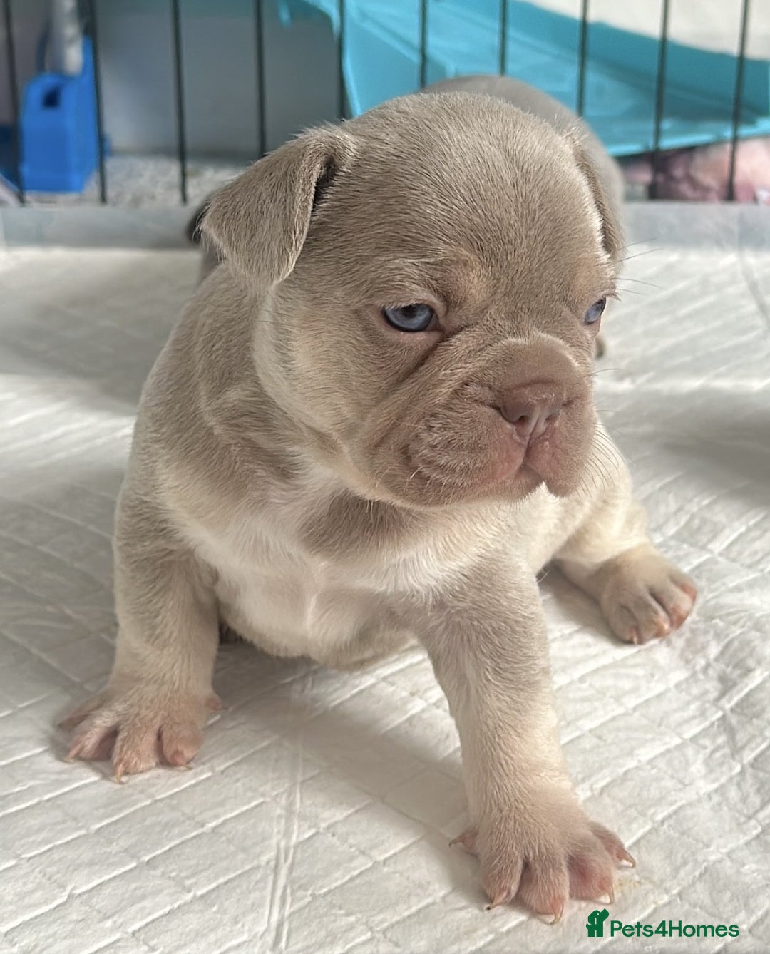 French Bulldog dogs for sale: KC registered French Bulldog puppies 4 WEEKs! - Image 1