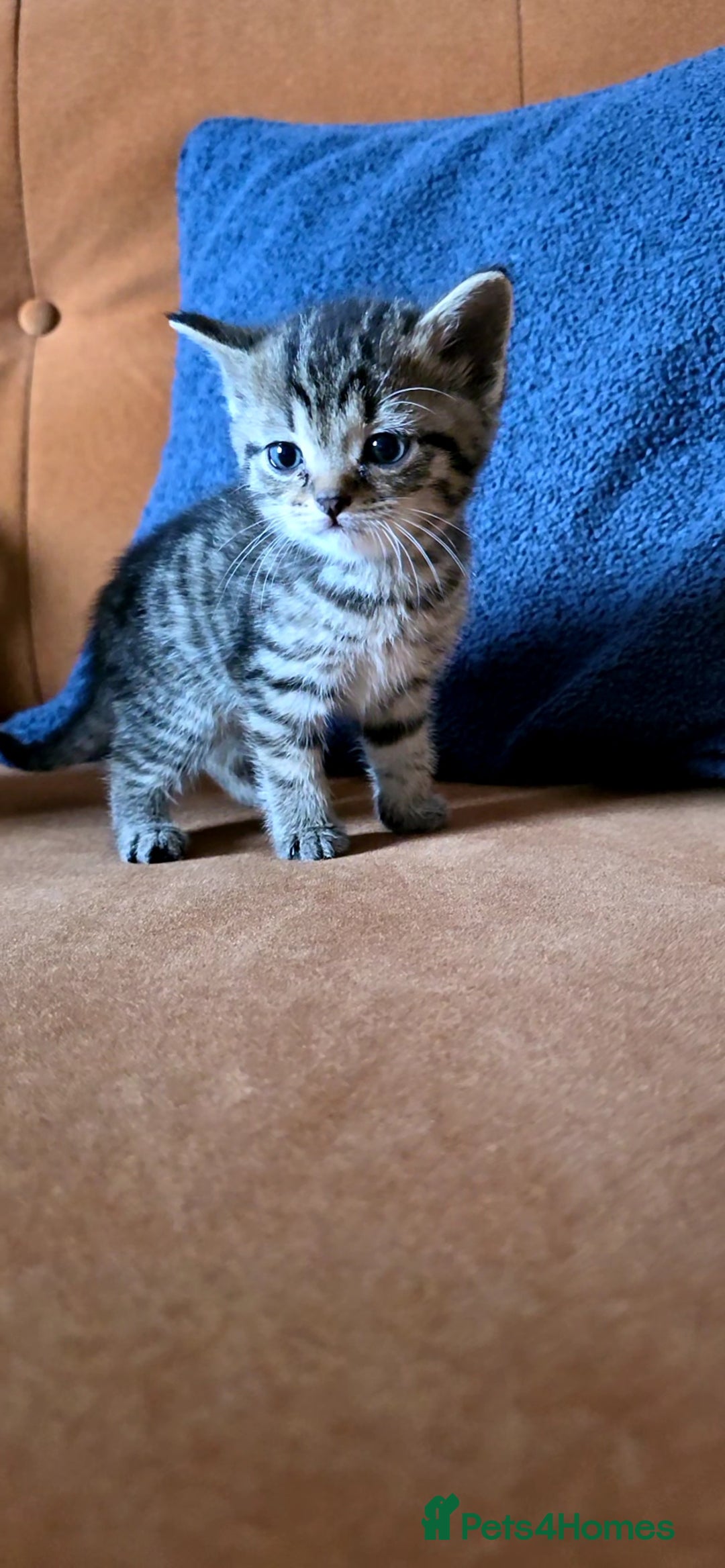 British Shorthair cats for sale: British shorthair x - Image 5