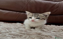 American Shorthair cats for sale: 4 Gorgeous and Playful Kittens ready to go!  - Image 5