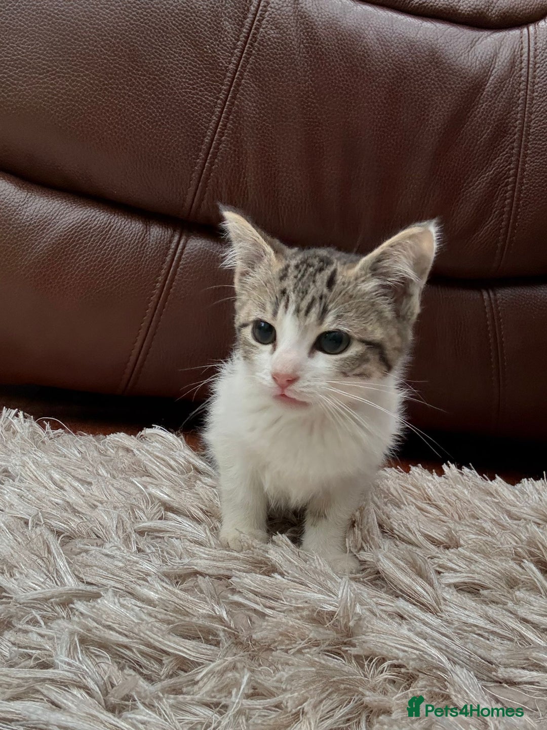 American Shorthair cats for sale: 4 Gorgeous and Playful Kittens ready to go!  - Image 5