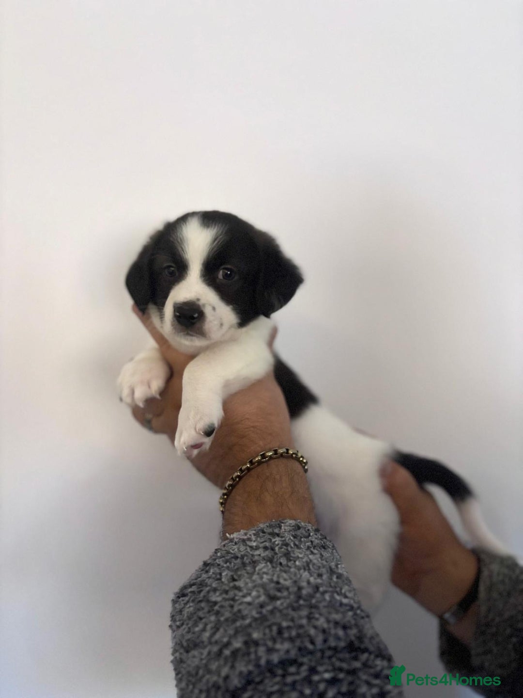 Mixed Breed dogs for sale: 3 beautiful Bichon Maltese mixed breed pups - Advert 7