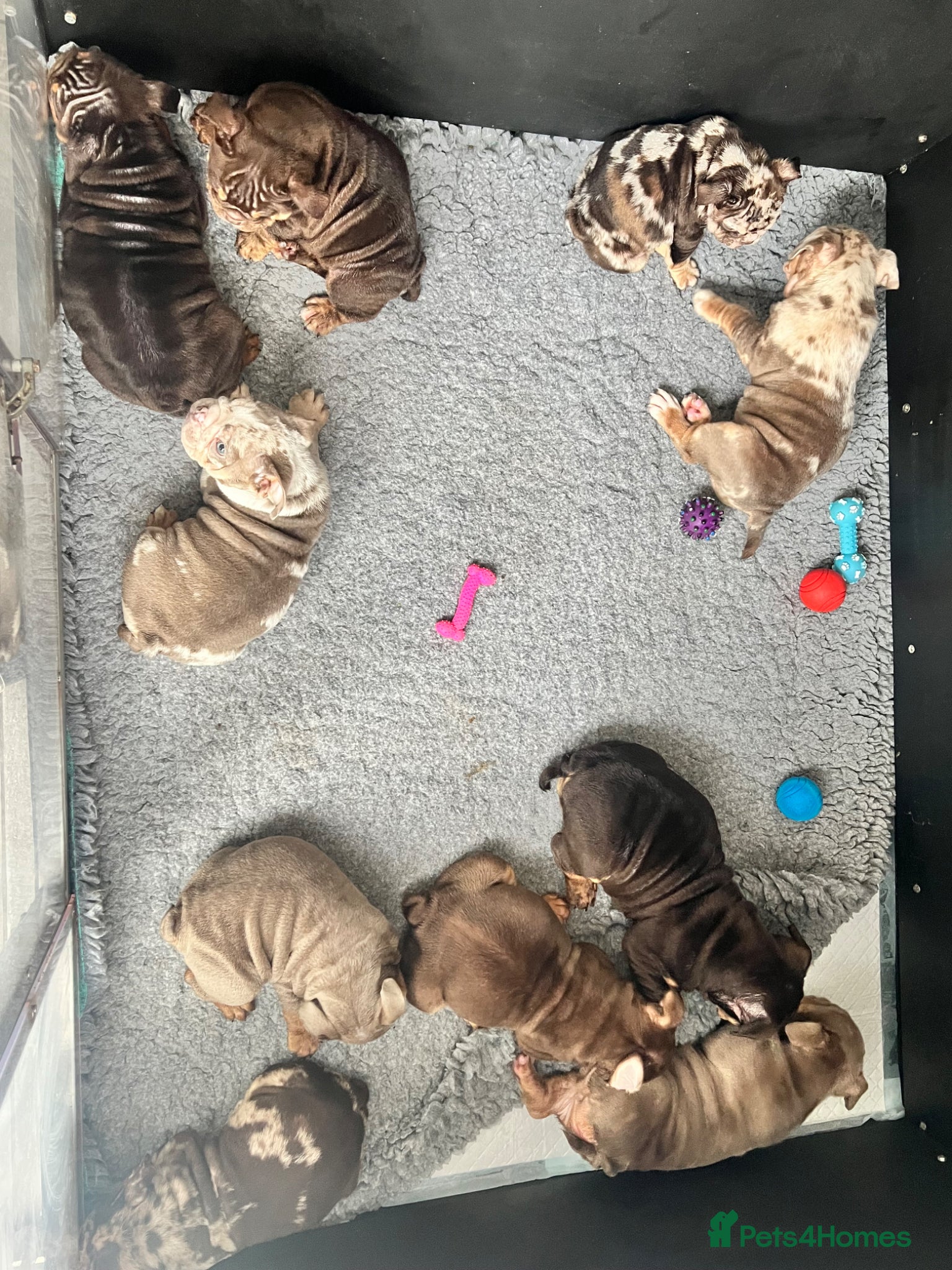 English Bulldog dogs for sale:  English Bulldogs DWKC 🧬🏆 Final reduction! - Advert 4