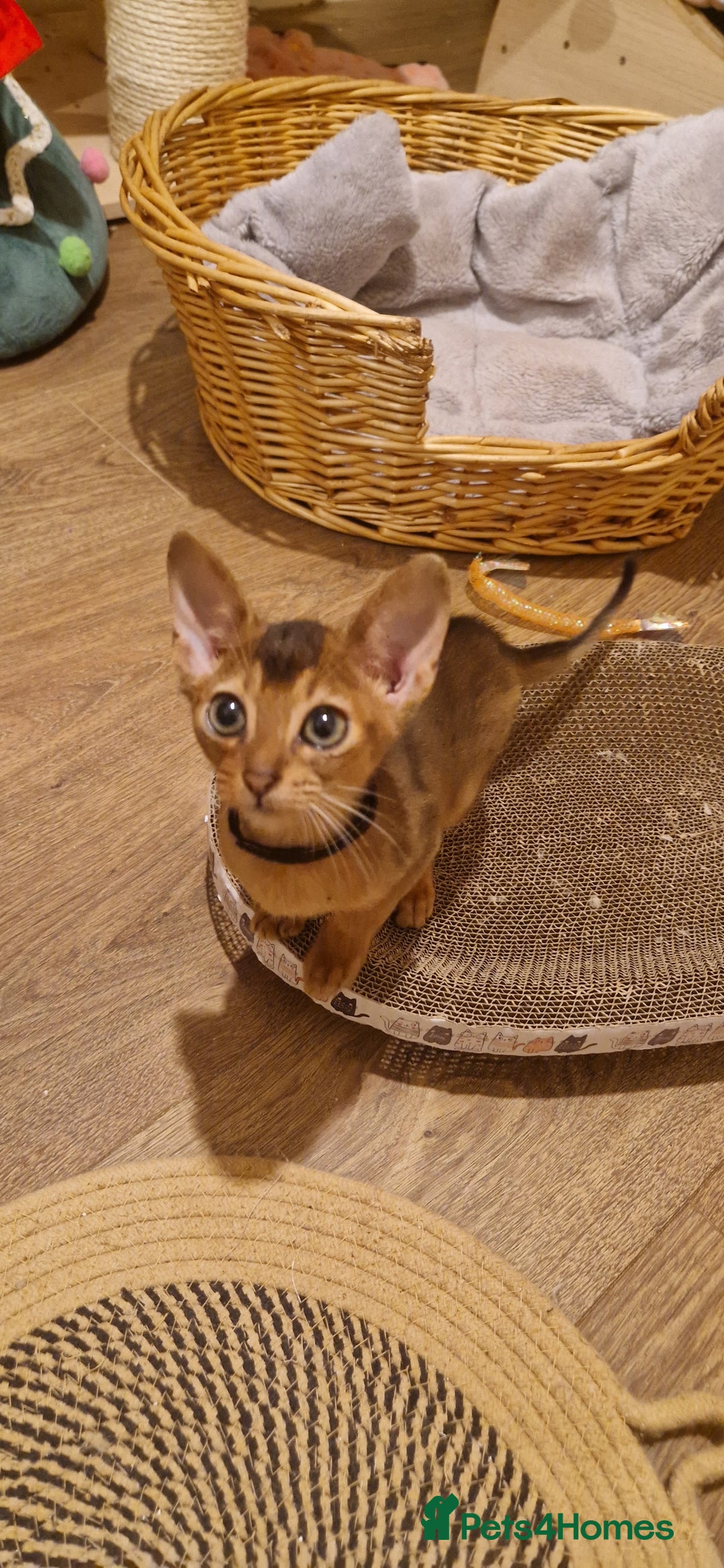 Abyssinian cats for sale: Pure Abyssian kittens ❤️ - Advert 11