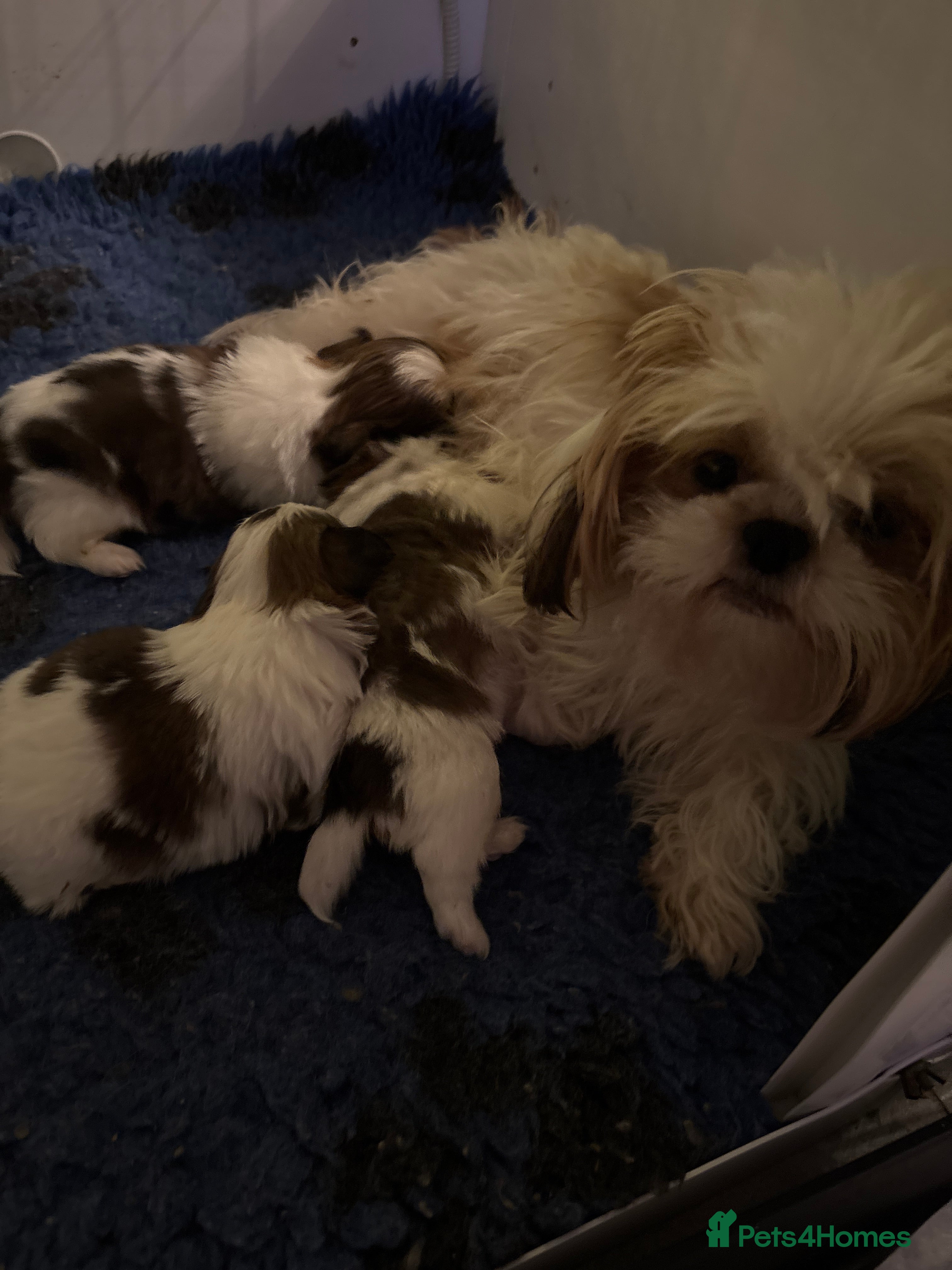 Shih Tzu dogs Shihtzu puppy  - Advert 11