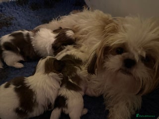 Shih Tzu dogs Shihtzu puppy - Advert 14