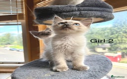 Ragdoll cats for sale: 4 beautiful ragdoll kittens  - Image 10