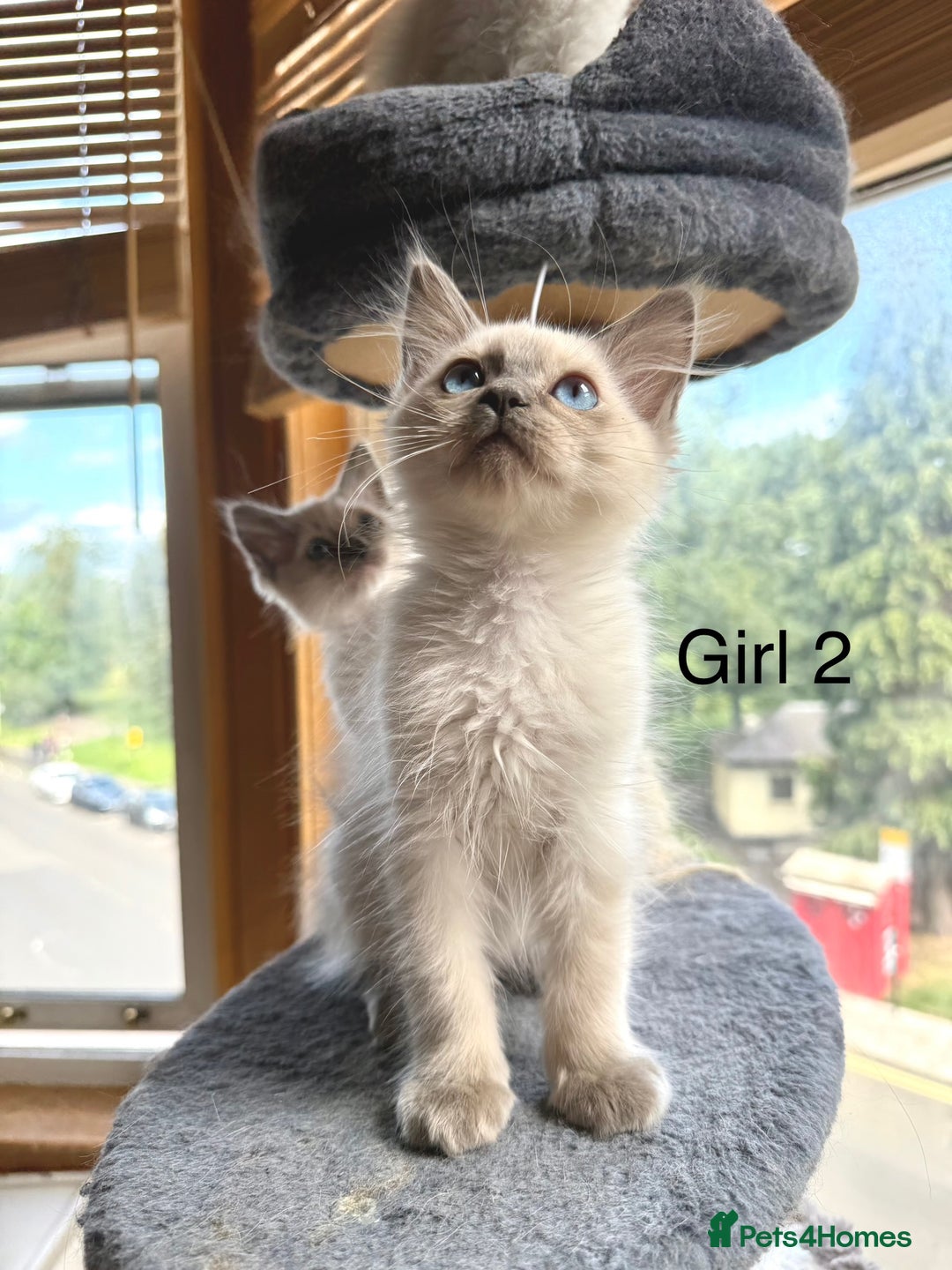 Ragdoll cats for sale: 4 beautiful ragdoll kittens  - Image 10