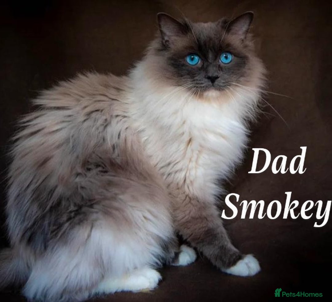 Ragdoll cats for sale: Ragdoll kittens - Advert 2