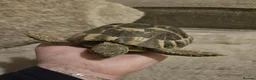 Hermann Tortoise reptiles for sale: 2 lovely Hermann tortoises - Advert 8