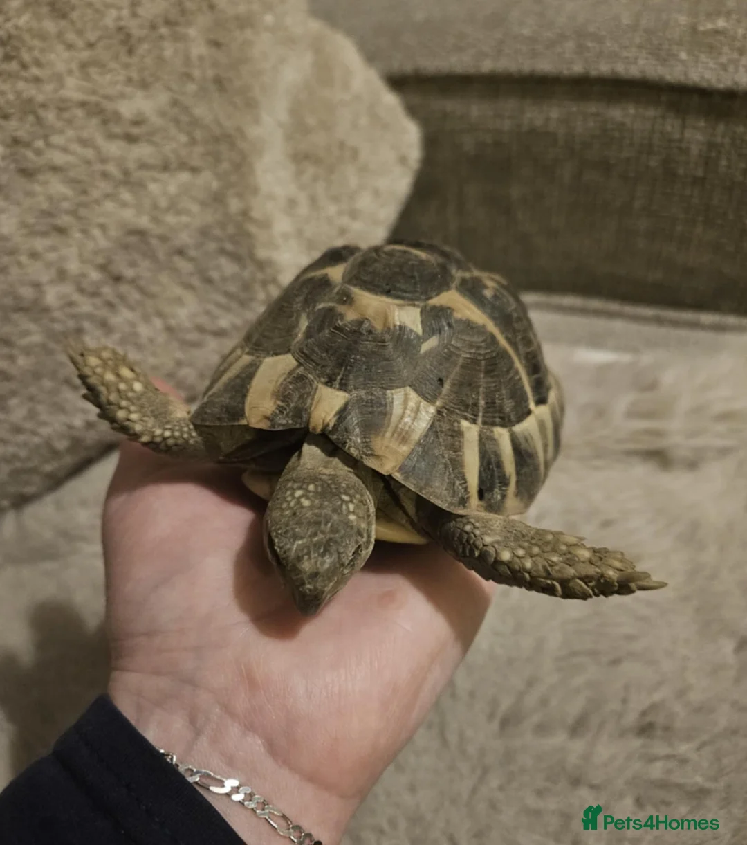 Hermann Tortoise reptiles for sale: 2 lovely Hermann tortoises - Advert 8