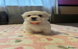Maltese dogs for sale: Maltese puppies - Image 10