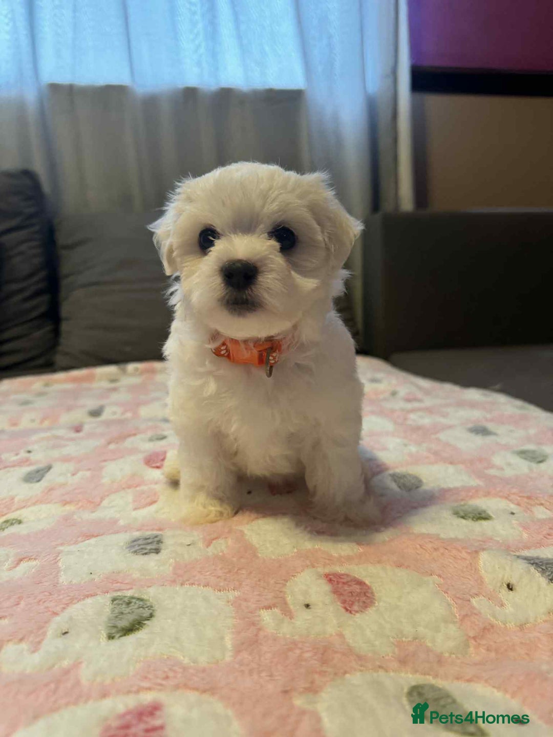Maltese dogs for sale: Maltese puppies - Image 10