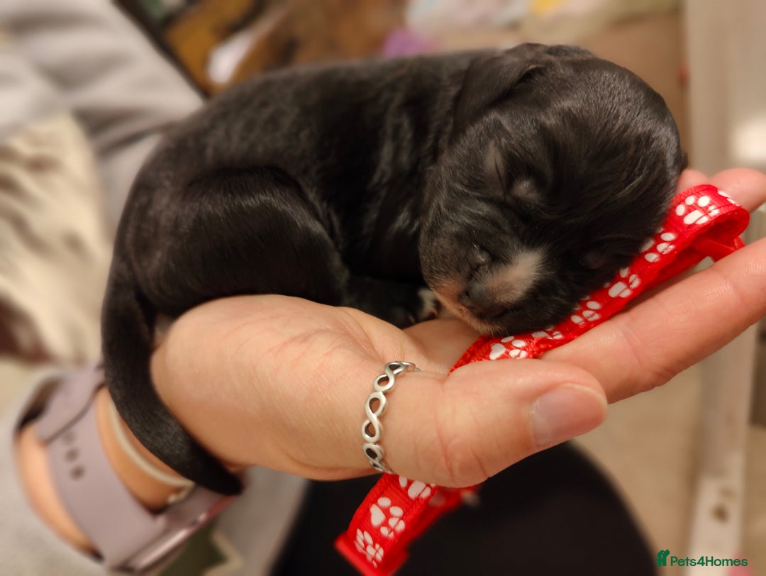 Sprocker dogs for sale: Sprocker Spaniel Puppies - Image 11
