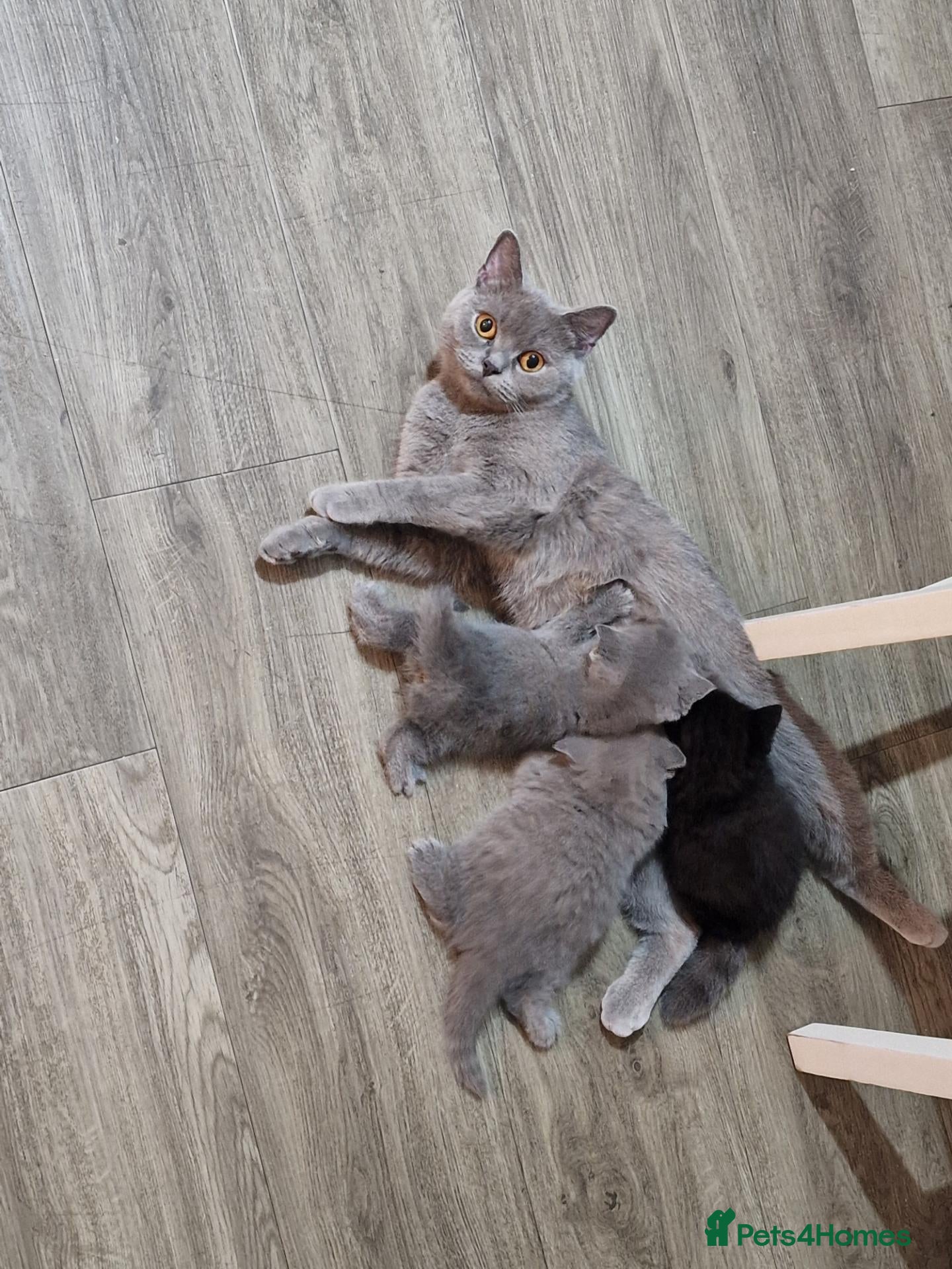 British Shorthair cats 2 darks chocolate and one blue - Advert 1