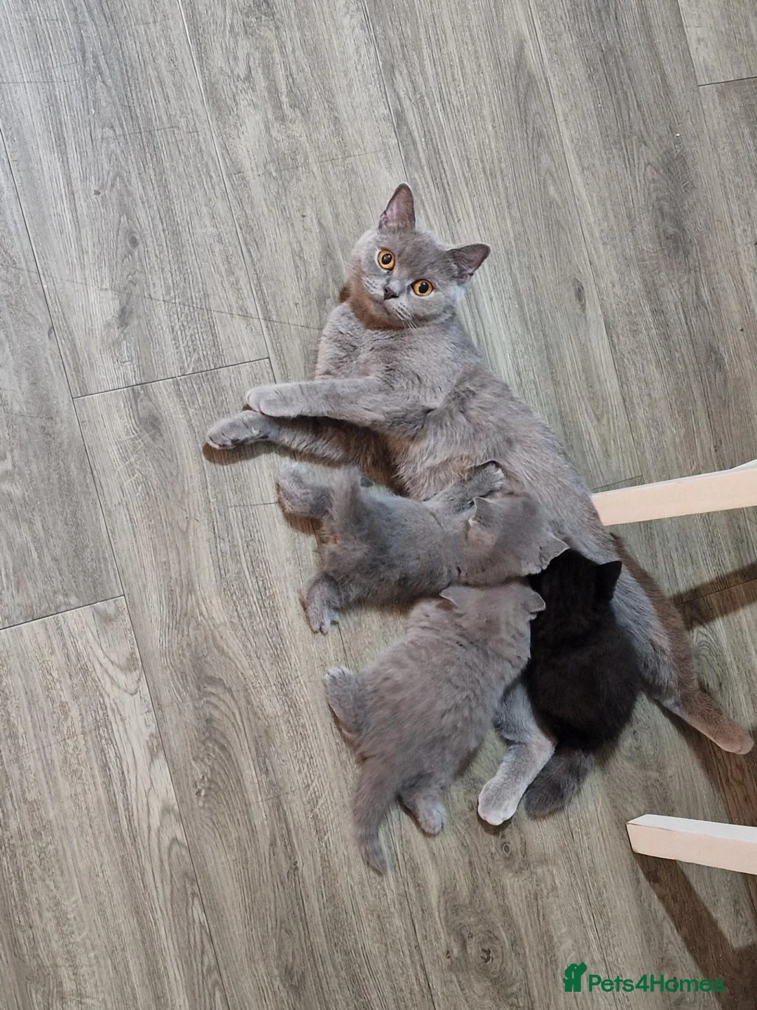 British Shorthair cats for sale: 2 darks chocolate and one blue - Advert 1