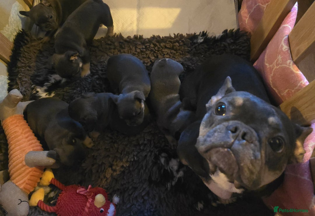French Bulldog dogs for sale: Stunning French Bulldog Puppies  - Advert 12