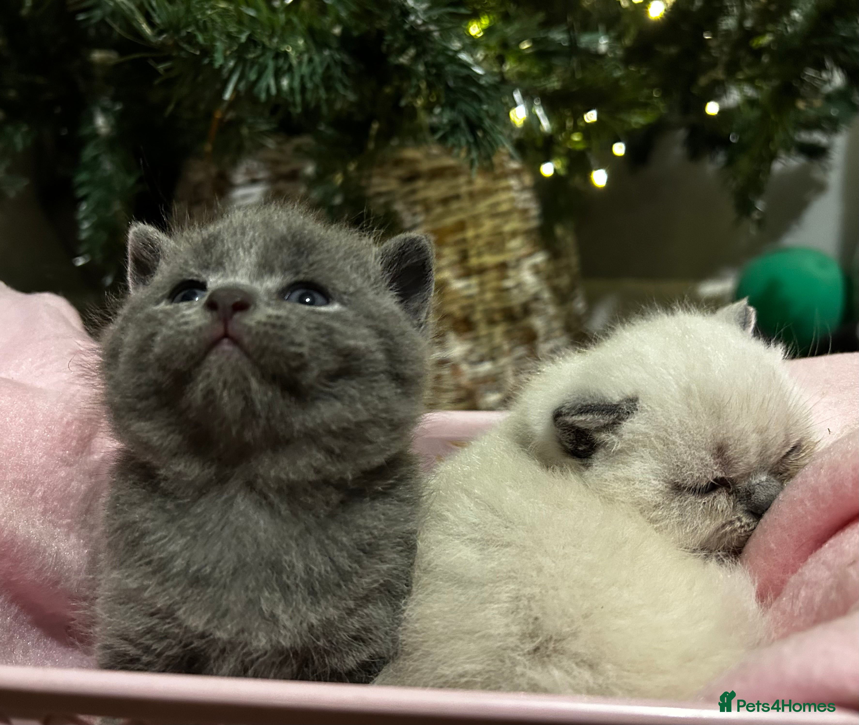 British Shorthair cats British Shorthair Kittens for sale - Advert 10