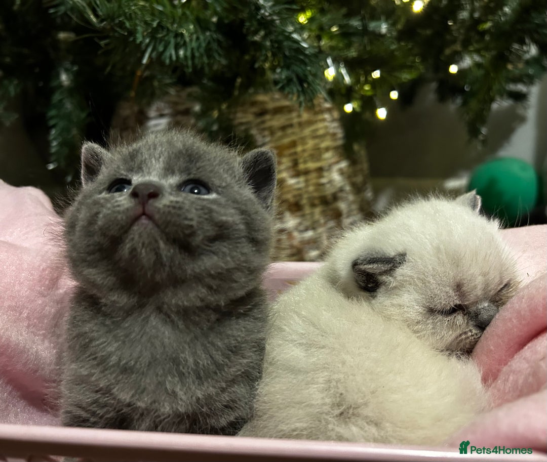 British Shorthair cats for sale: British Shorthair Kittens for sale - Advert 1