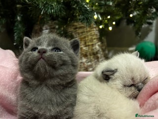British Shorthair cats British Shorthair Kittens for sale - Advert 10
