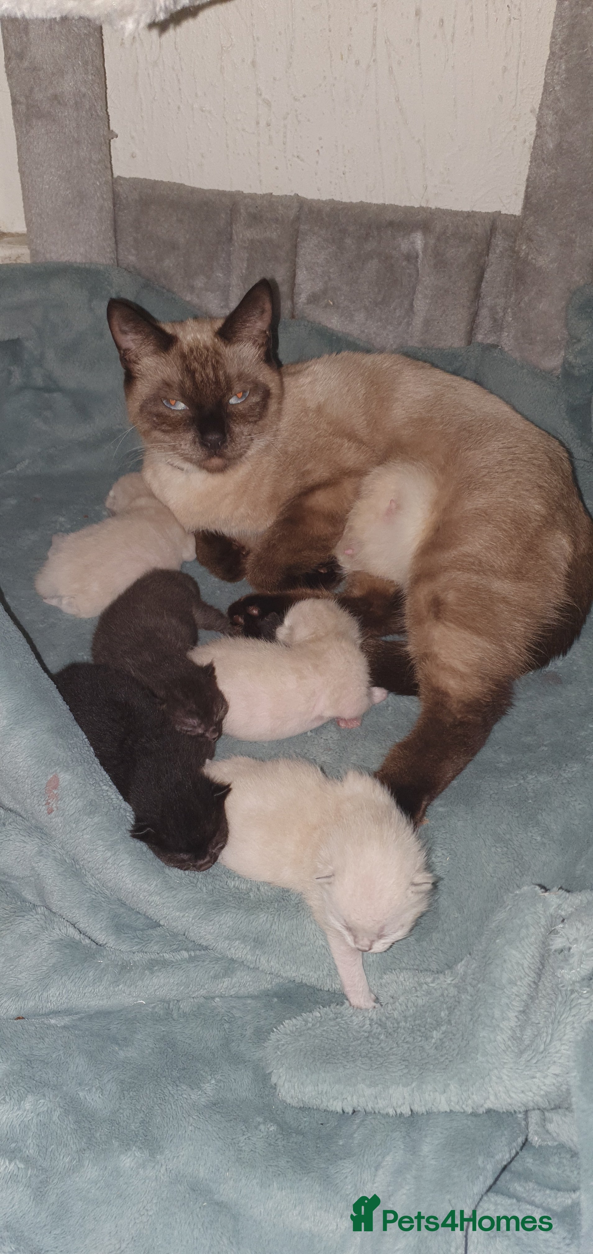 Tonkinese cats Beautiful tonkinese kittens  - Advert 1