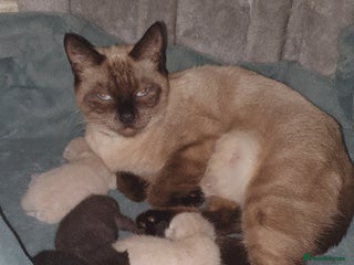 Tonkinese cats Beautiful tonkinese kittens - Advert 1