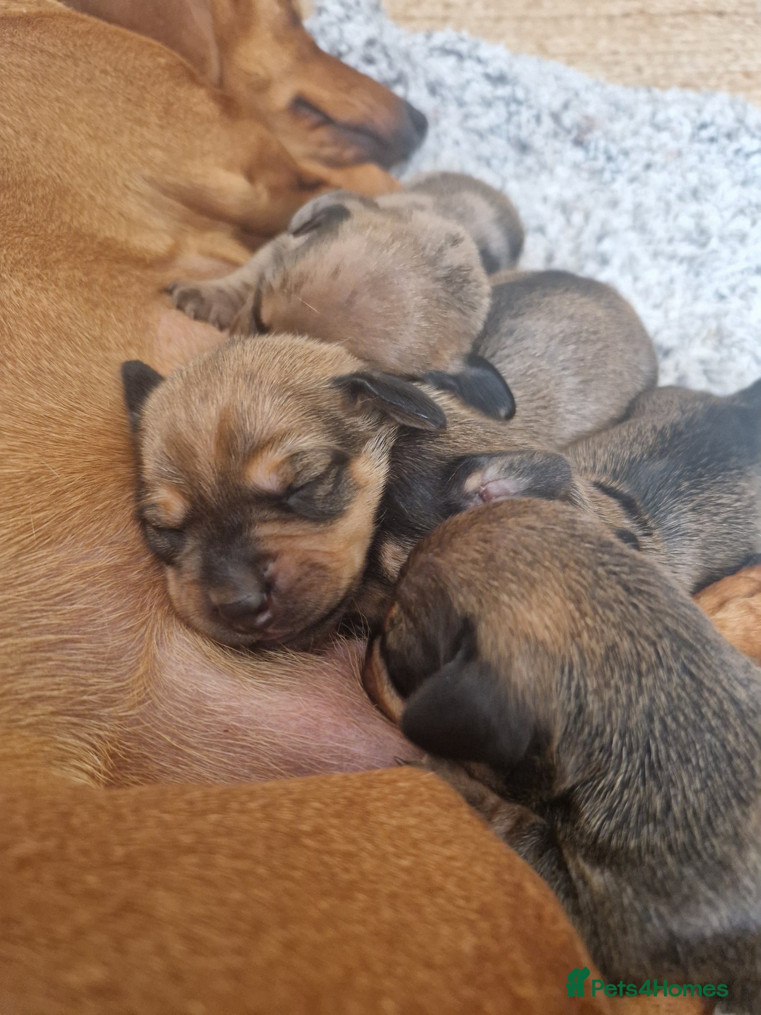 Dachshund dogs Beautiful mini dachshund puppies  - Advert 14