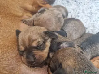 Dachshund dogs Beautiful mini dachshund puppies - Advert 10