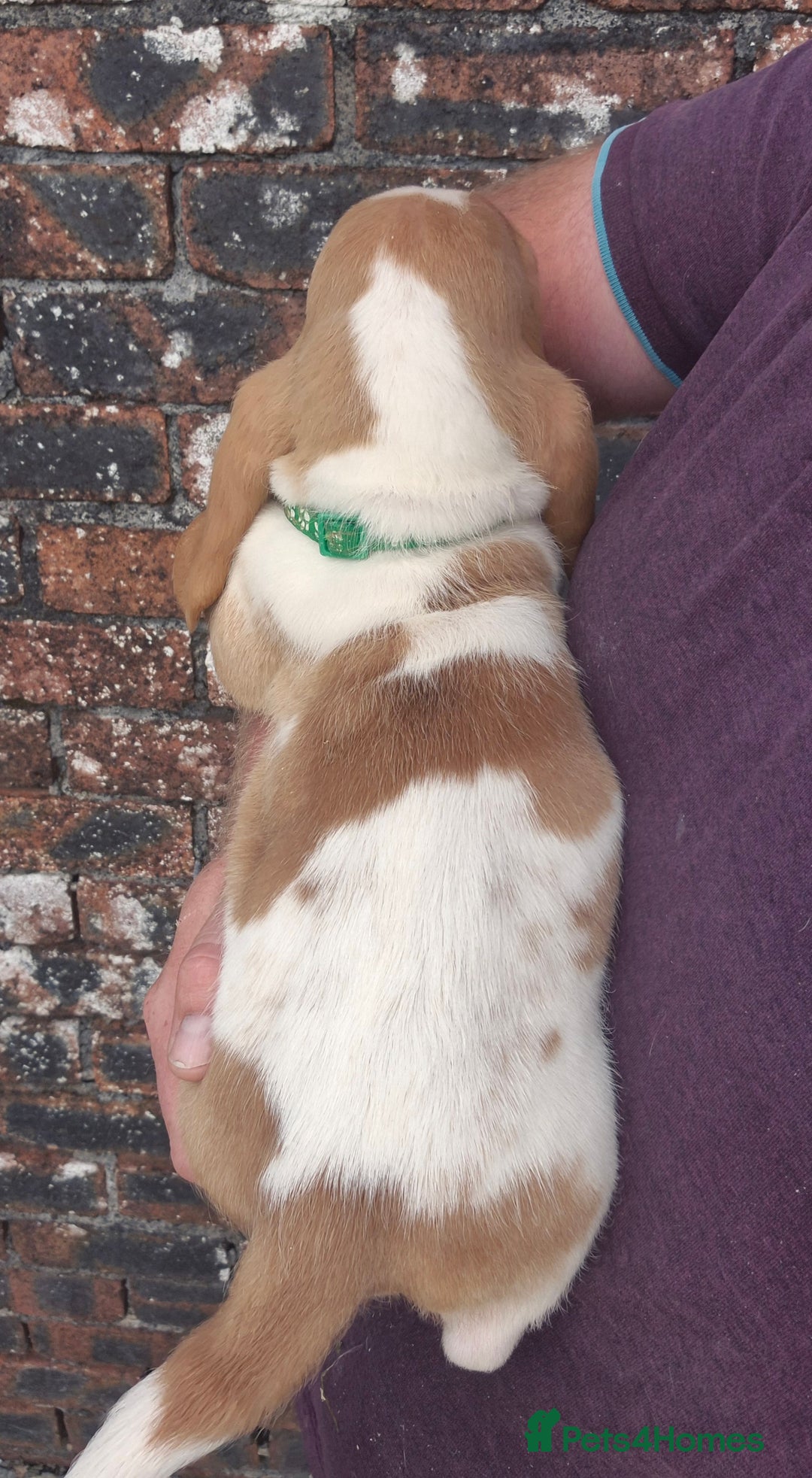 Basset Hound dogs for sale: KC BASSET HOUND PUPPIES, HEALTH TESTED PARENTS  - Image 10