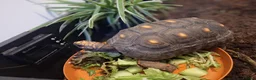 Tortoise reptiles for sale: Female Redfoot tortoise - Advert 5