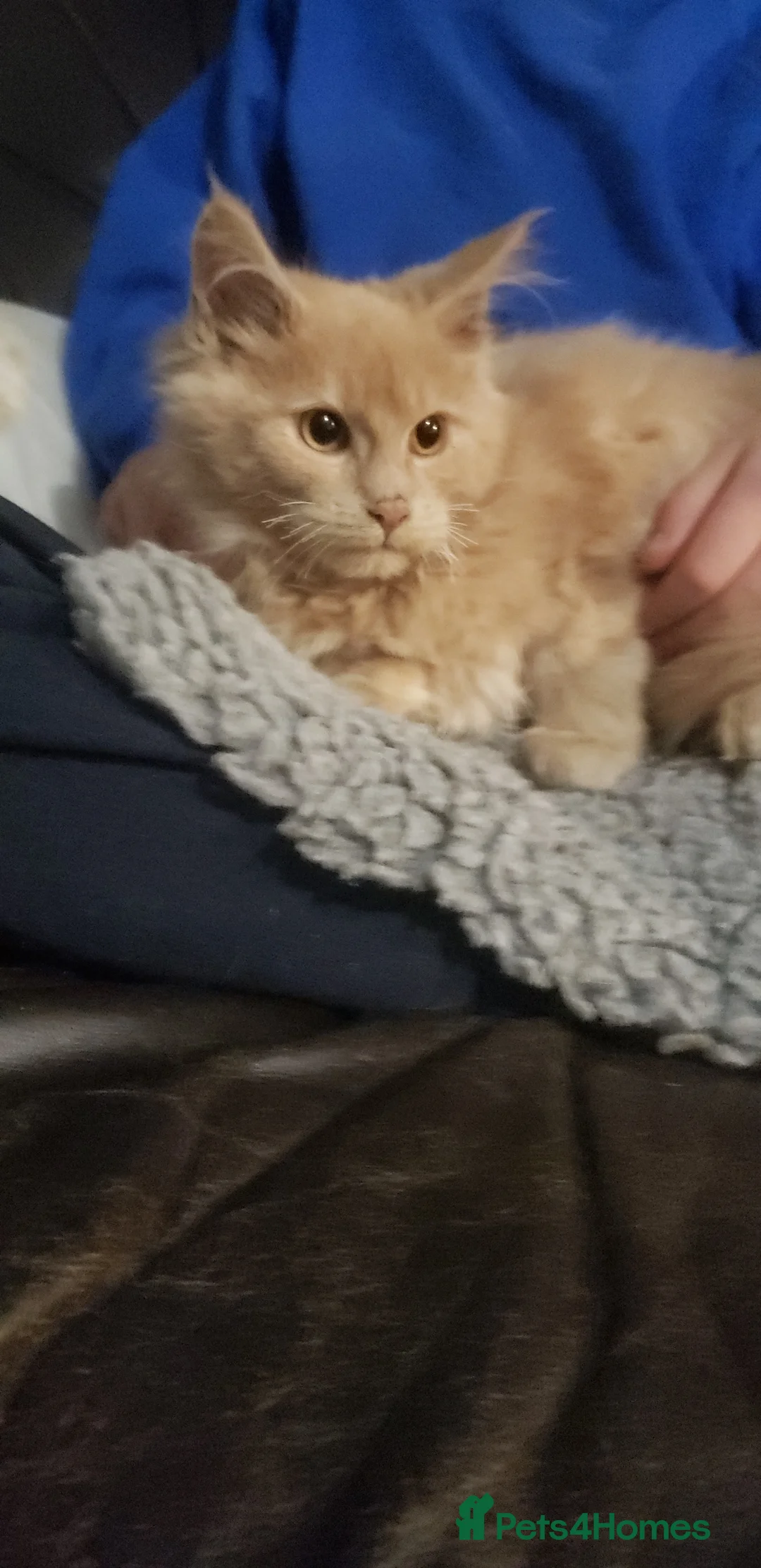 Maine Coon cats for sale: TICA Registration Pending Maine Coons - Advert 7