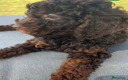 Toy Poodle dogs for stud: KC CHOCOLATE PHANTOM TOY POODLE in Willenhall - Image 36