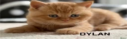 British Shorthair cats for sale: Adorable GCCF registered British Shorthair  in Stafford - Advert 7