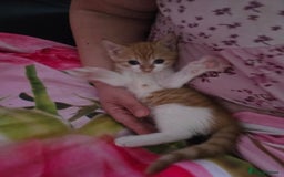 Mixed Breed cats for sale: Only male kitten - Image 4