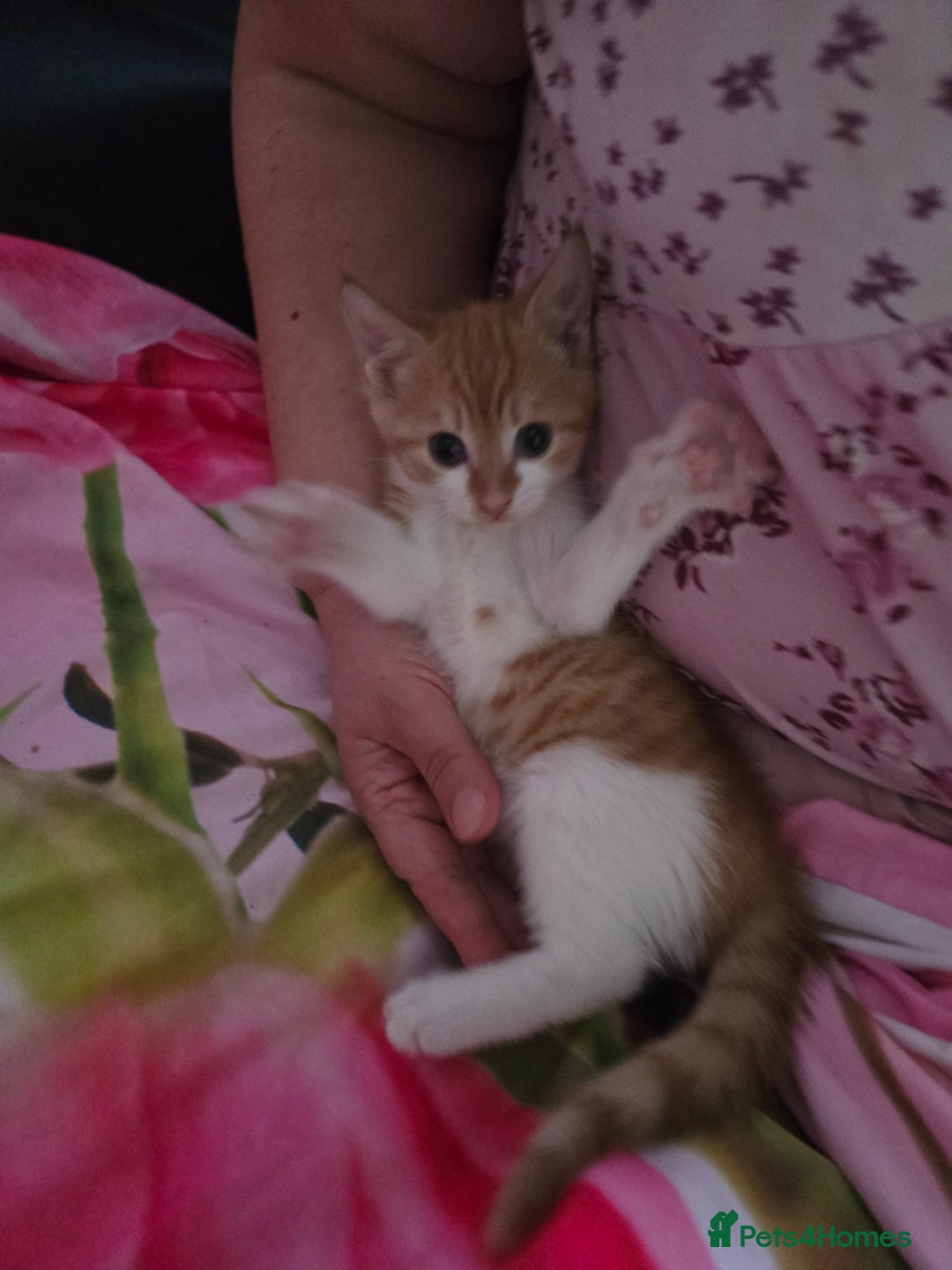 Mixed Breed cats for sale: Only male kitten - Image 4